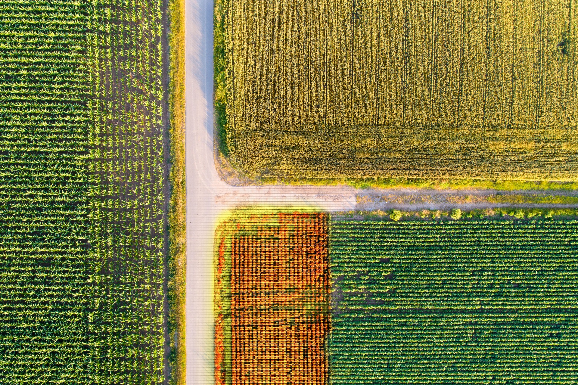 Campi agricoli scansionati dalla termocamera su drone