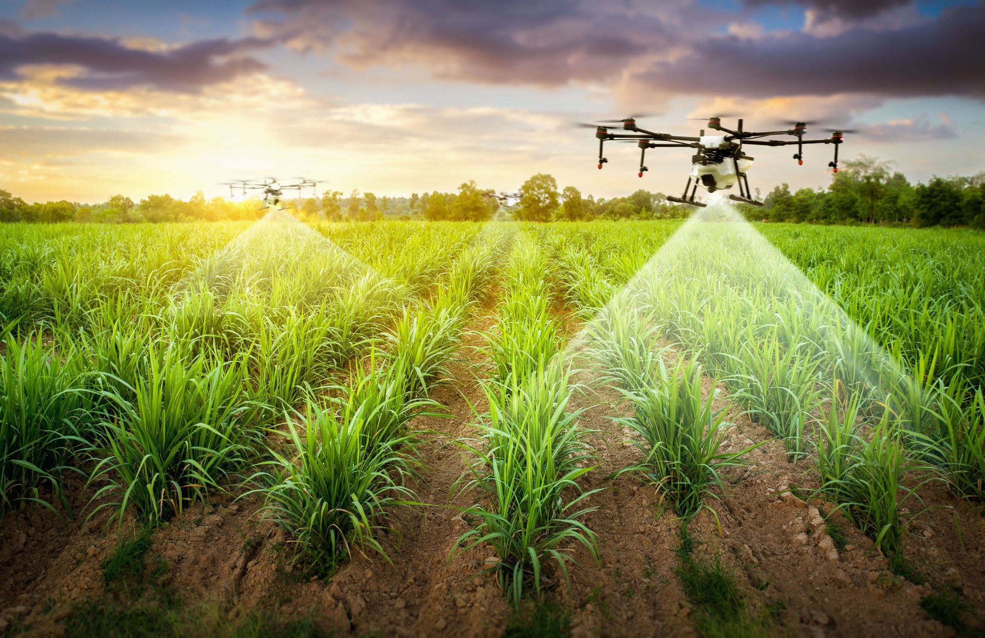 Gli agricoltori attraenti portano un drone sui terreni agricoli con il monitoraggio dell'umidità del suolo Problemi di resa e inviano informazioni agli agricoltori intelligenti.